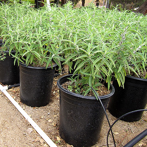 Midnight Mexican Sage - Salvia leucantha 'Midnight'