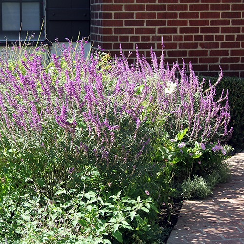midnight-mexican-sage-salvia-leucantha-midnight
