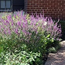 midnight-mexican-sage-salvia-leucantha-midnight