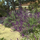 midnight-mexican-sage-salvia-leucantha-midnight