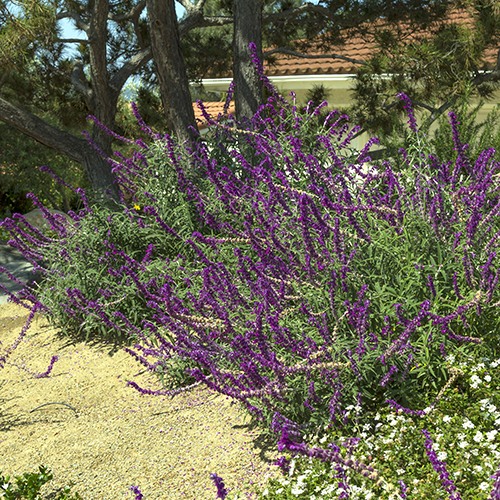 Midnight Mexican Sage - Salvia leucantha 'Midnight'