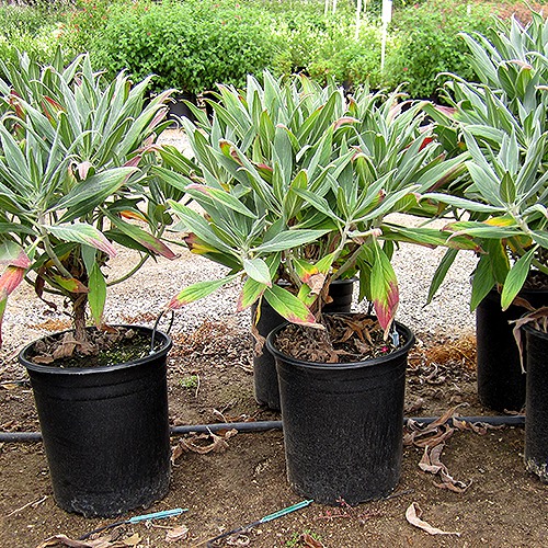 pride-of-madeira-echium-fastuosum