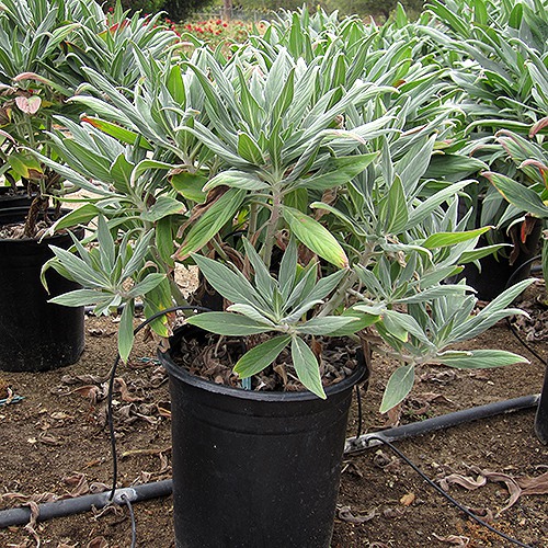 Pride of Madeira - Echium fastuosum