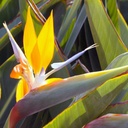 bird-of-paradise-strelitzia-reginae