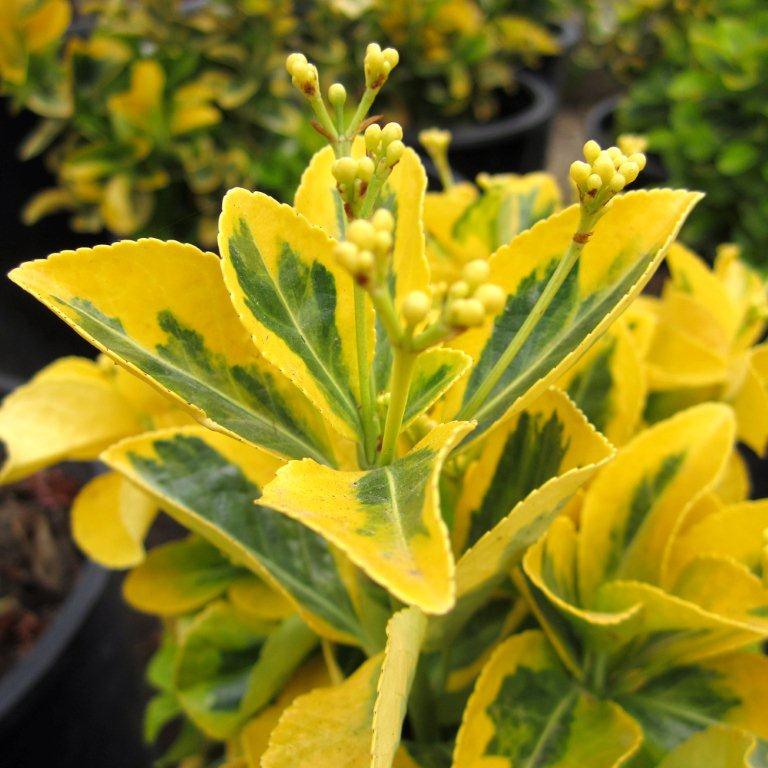 gold-euonymus-euonymus-japonicus-ovatus-aureus