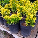 gold-euonymus-euonymus-japonicus-ovatus-aureus