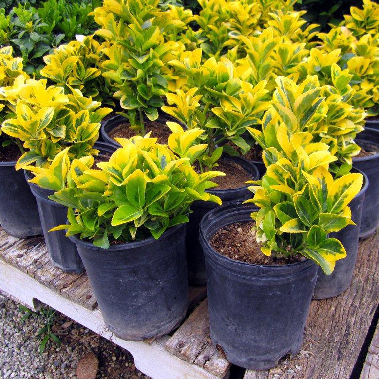 Gold Euonymus - Euonymus japonicus 'Ovatus Aureus'