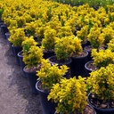 gold-euonymus-euonymus-japonicus-ovatus-aureus