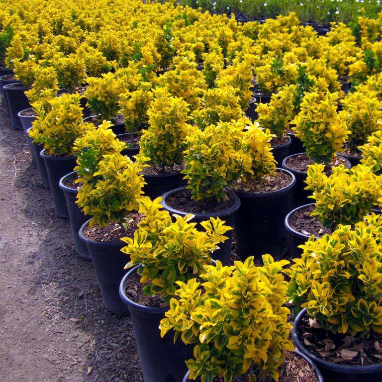 Gold Euonymus - Euonymus japonicus 'Ovatus Aureus'