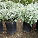 bush-germander-teucrium-fruticans-azureum