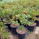princess-flower-tibouchina-urvilleana