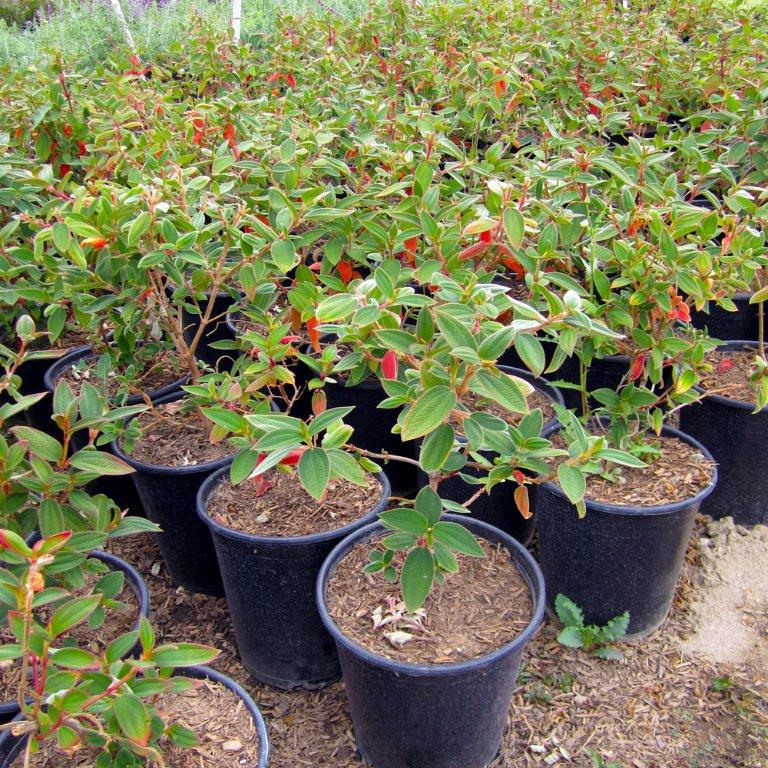 Princess Flower - Tibouchina urvilleana