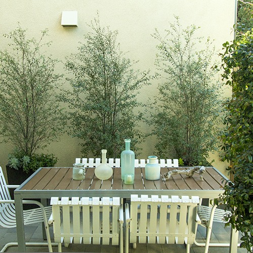 silver-sheen-kohuhu-pittosporum-tenuifolium-silver-sheen