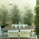 silver-sheen-kohuhu-pittosporum-tenuifolium-silver-sheen