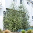silver-sheen-kohuhu-pittosporum-tenuifolium-silver-sheen