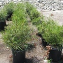 firesprite-grevillea-grevillea-firesprite