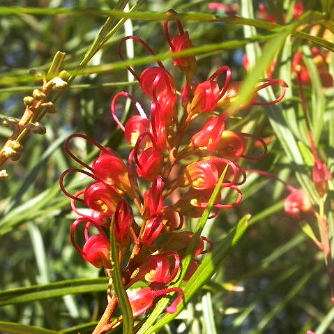 firesprite-grevillea-grevillea-firesprite