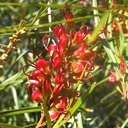 firesprite-grevillea-grevillea-firesprite