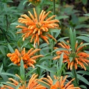 lion-s-tail-leonotis-leonurus
