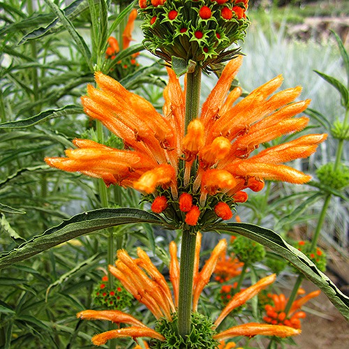 Lion's Tail - leonotis leonurus