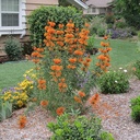 lion-s-tail-leonotis-leonurus