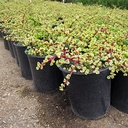 variegated-elephant-food-portulacaria-afra-variegata