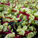 variegated-elephant-food-portulacaria-afra-variegata