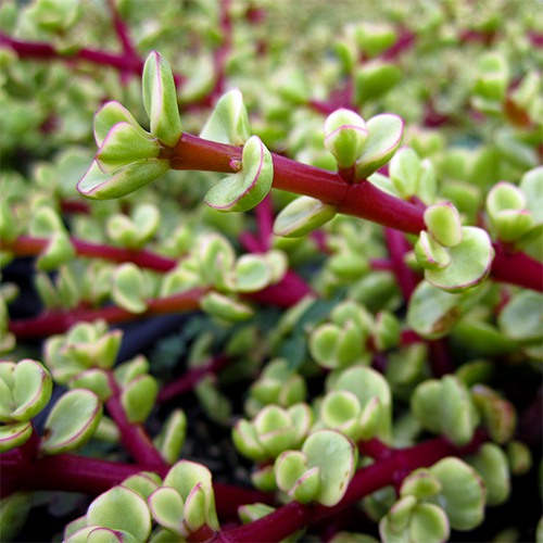 Variegated Elephant Food - Portulacaria afra 'Variegata'