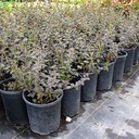 tuxedo-california-lilac-ceanothus-tuxedo