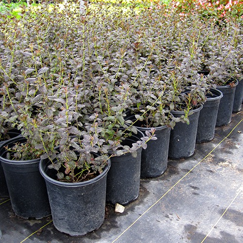 Tuxedo California Lilac - Ceanothus 'Tuxedo'