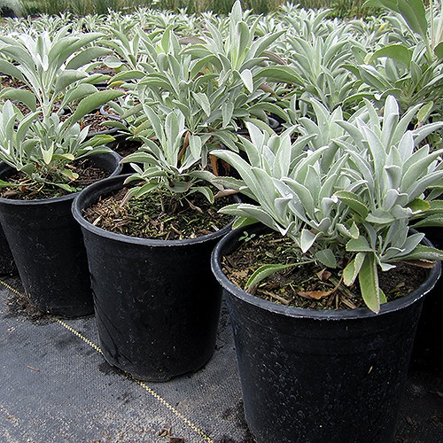 White Sage - Salvia apiana