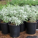 white-sage-salvia-apiana