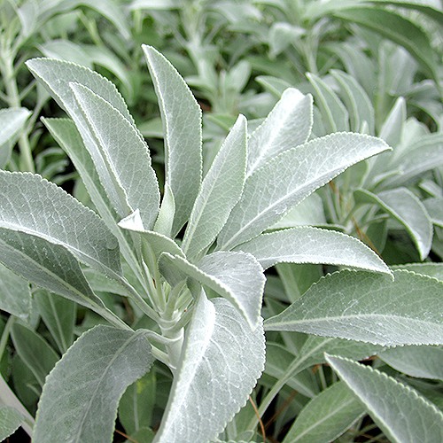 white-sage-salvia-apiana