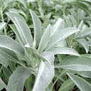 white-sage-salvia-apiana