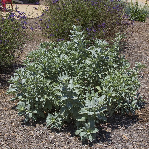 white-sage-salvia-apiana