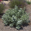white-sage-salvia-apiana