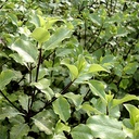 kohuhu-pittosporum-tenuifolium