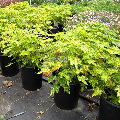 Thompson's Flowering Maple - Abutilon pictum 'Thompsonii'