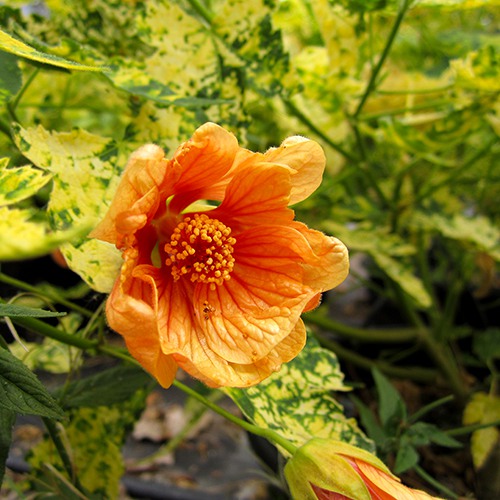 thompson-s-flowering-maple-abutilon-pictum-thompsonii