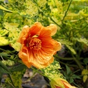 thompson-s-flowering-maple-abutilon-pictum-thompsonii