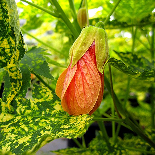 thompson-s-flowering-maple-abutilon-pictum-thompsonii