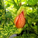 thompson-s-flowering-maple-abutilon-pictum-thompsonii