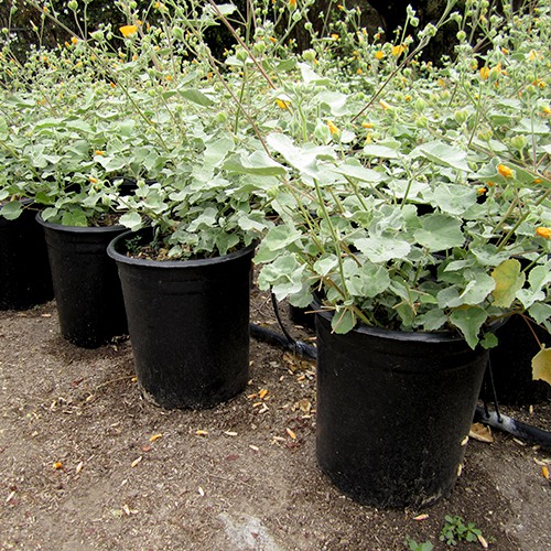 indian-mallow-abutilon-palmeri