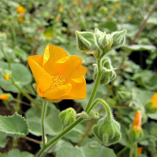 Indian Mallow - Abutilon palmeri