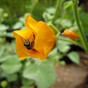 indian-mallow-abutilon-palmeri
