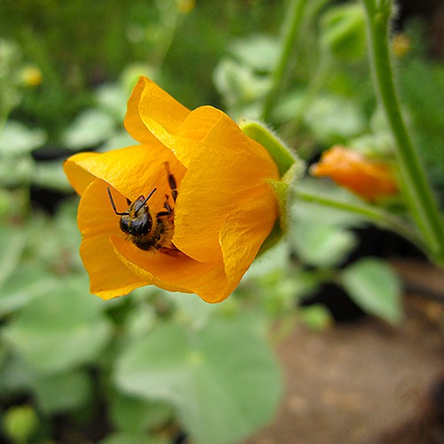 Indian Mallow - Abutilon palmeri