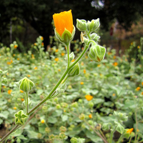 Indian Mallow - Abutilon palmeri