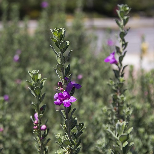 texas-ranger-leucophyllum-frutescens