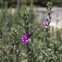 texas-ranger-leucophyllum-frutescens