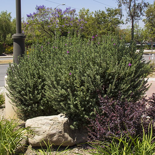 Texas Ranger - Leucophyllum frutescens
